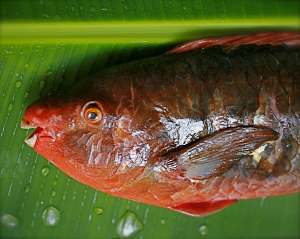 Red Parrot Fish